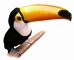 Toucan picture