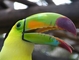 Toucan picture