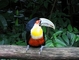 Toucan picture