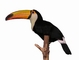 Toucan picture