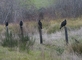 Turkey Vulture picture