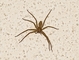 Wolf Spider picture