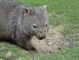 Wombat picture