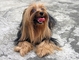 Yorkshire Terrier picture