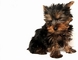 Yorkshire Terrier picture