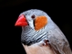 Zebra Finch picture