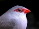 Zebra Finch picture