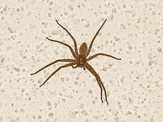 Wolf Spider