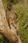 Baboon Magnet