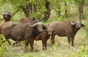 Cape Buffalo Poster