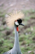 Crowned Crane Magnet