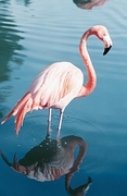 Flamingo Poster