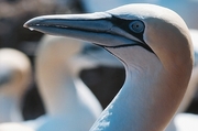 Gannet Poster