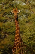 Giraffe Magnet