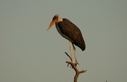 Marabou Crane Magnet