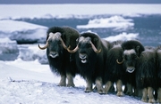 Musk Ox Poster