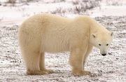 Polar Bear Magnet