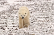 Polar Bear Magnet