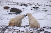 Polar Bear Magnet