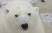 Polar Bear Magnet