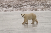 Polar Bear Magnet