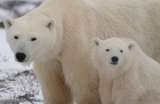 Polar Bear Magnet