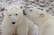 Polar Bear Magnet