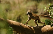 Vervet Monkey Magnet