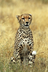 Cheetah