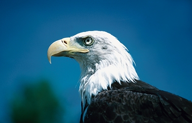 Eagle