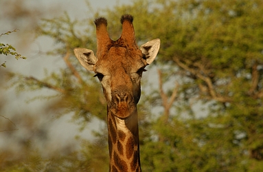 Giraffe