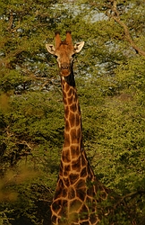 Giraffe