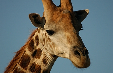 Giraffe