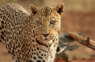 Leopard