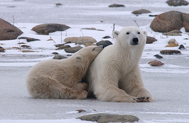 Polar Bear