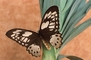 Butterfly picture