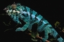 Chameleon picture