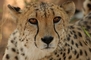 Cheetah picture