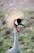 Crowned Crane picture