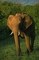 Elephant picture