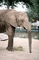 Elephant picture