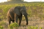 Elephant picture