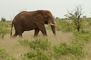 Elephant picture