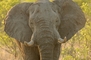 Elephant picture