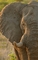 Elephant picture