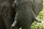 Elephant picture