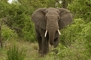 Elephant picture