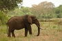 Elephant picture