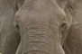 Elephant picture