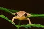 Frog picture